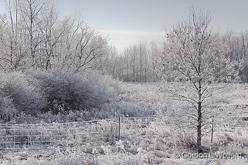 It Was A Cold & Frosty Morning_10623.jpg - Photographed near Richmond, Ontario, Canada.